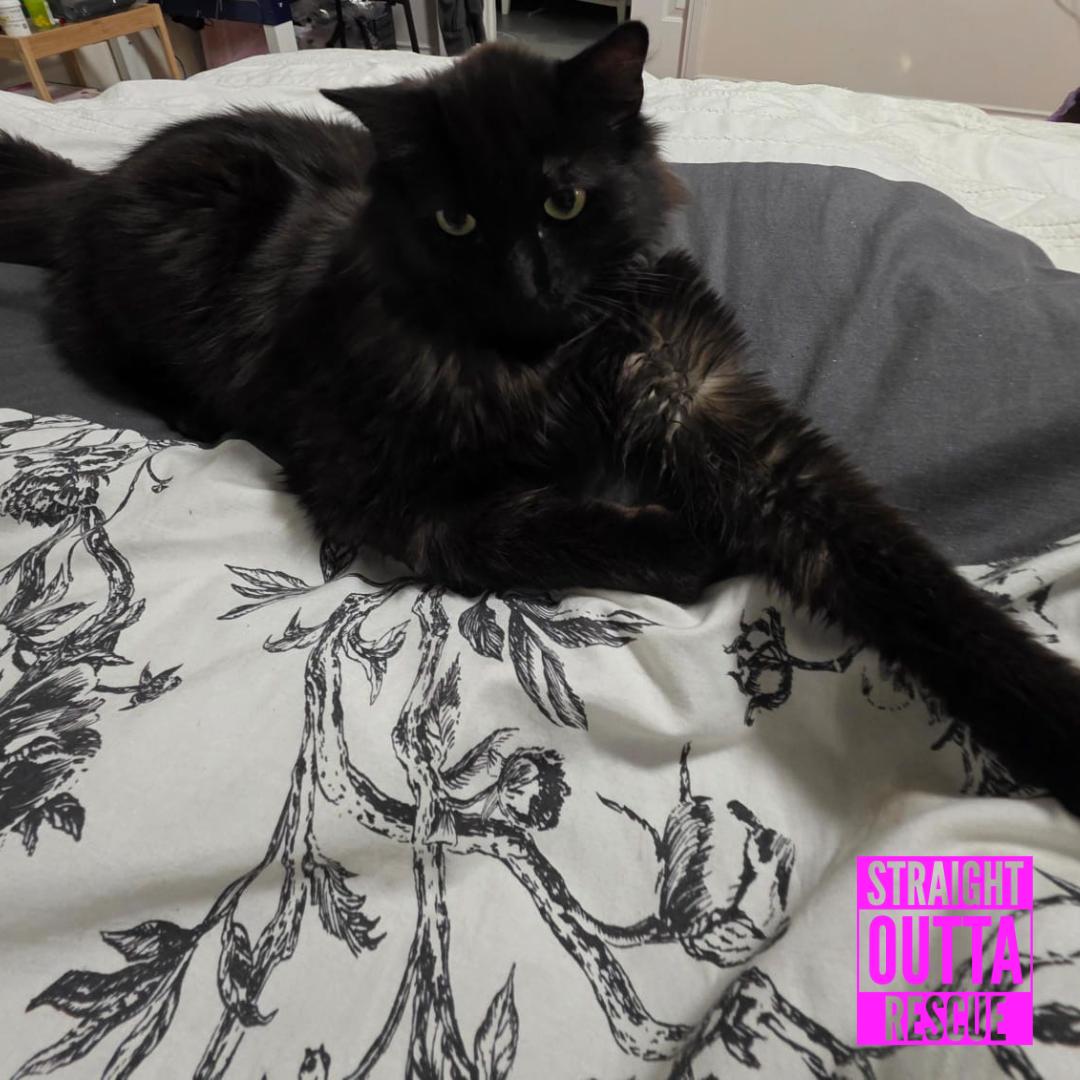 Boscoe, a ADOPTABLE Domestic Long Hair in Vancouver, BC image 5/6