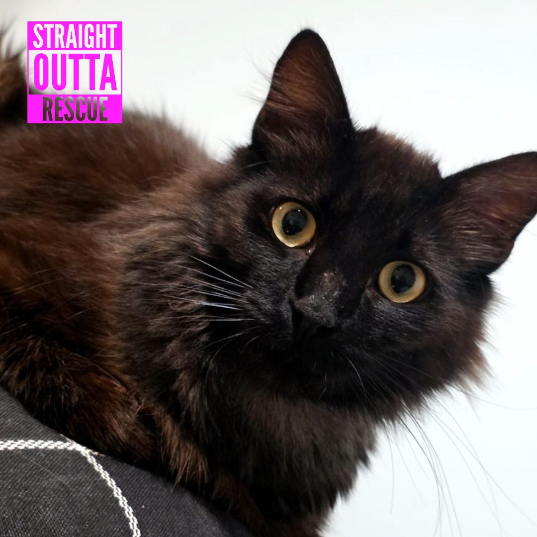 Boscoe, ADOPTABLE, Adult Male Domestic Long Hair.
