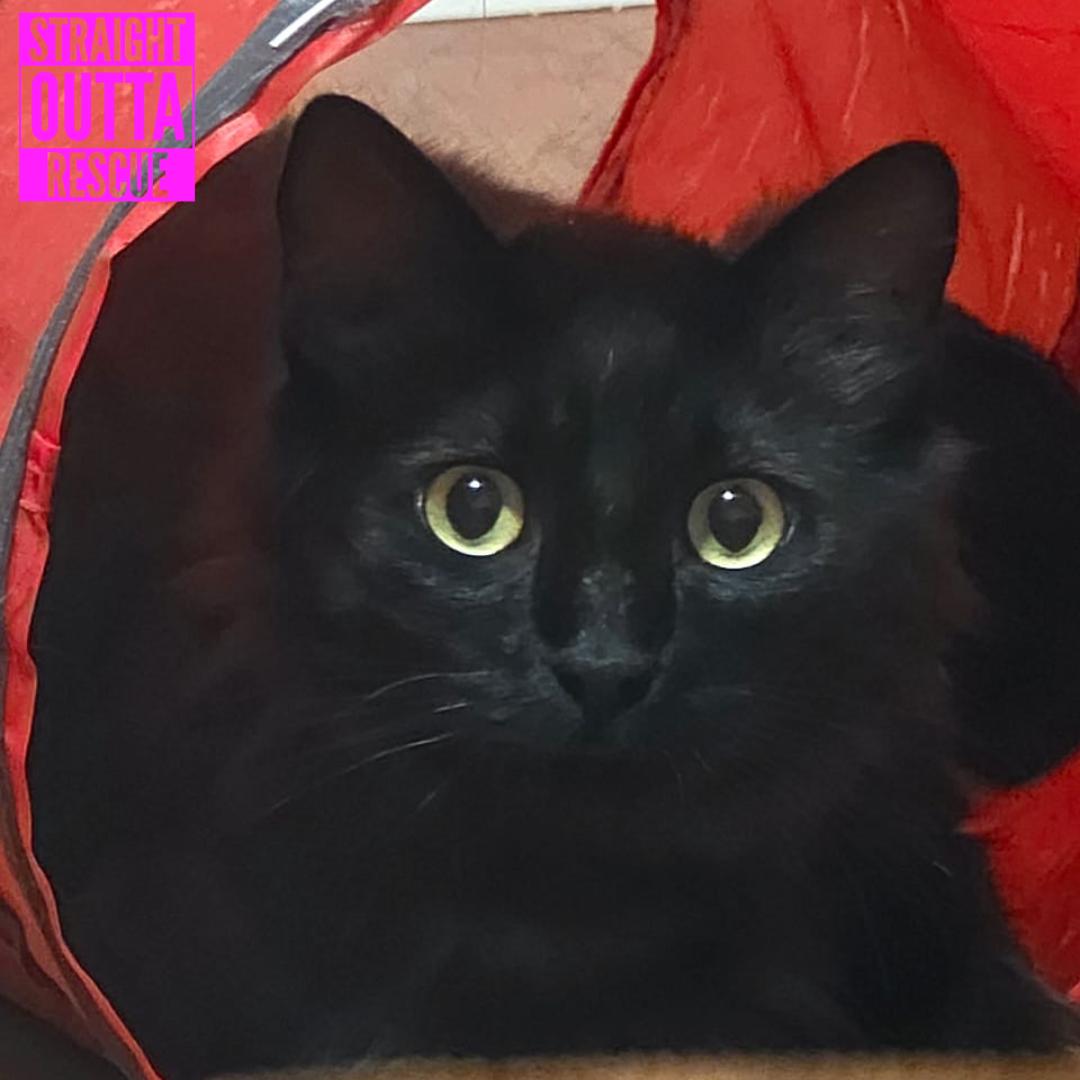 Boscoe, a ADOPTABLE Domestic Long Hair in Vancouver, BC image 2/6