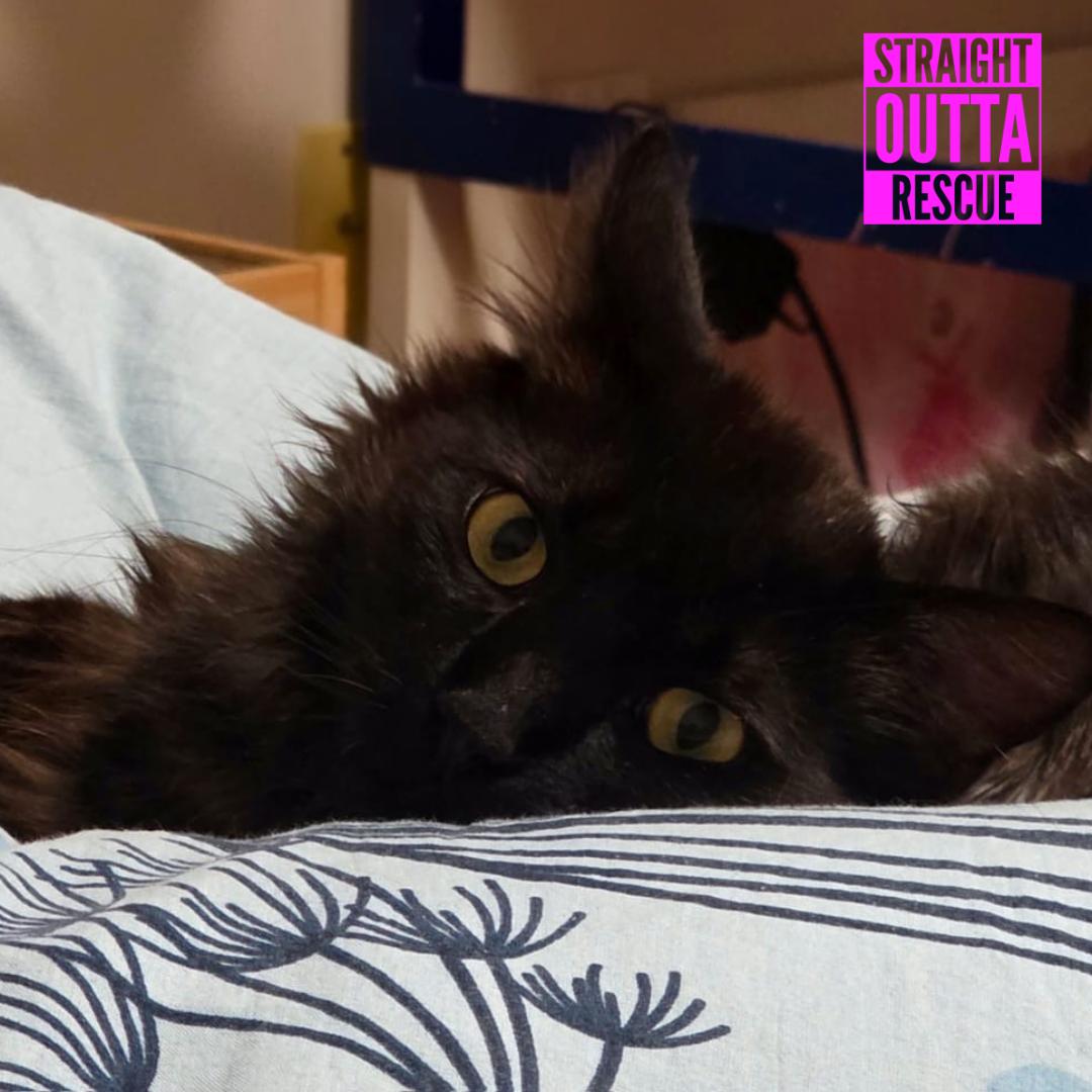 Boscoe, a ADOPTABLE Domestic Long Hair in Vancouver, BC image 4/6