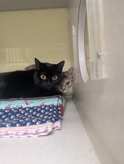 Enlarge Eris, a Adoptable mixed breed in Divide, CO image 1/2