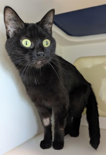Enlarge Eris, a Adoptable mixed breed in Divide, CO image 2/2