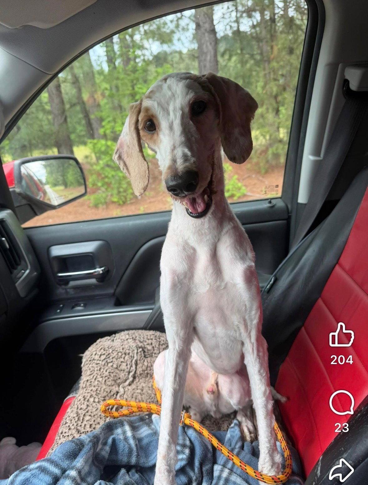Standard Poodles for Adoption in Pikeville, Kentucky | Petfinder