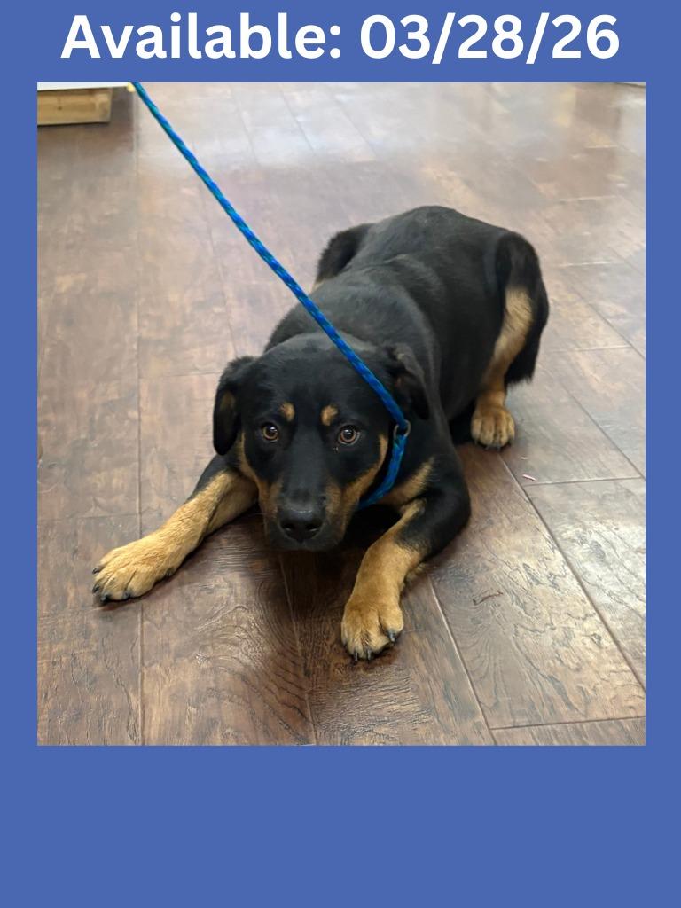 Dog Kennel #5, Adoptable, Puppy Male Shepherd & Mixed Breed.