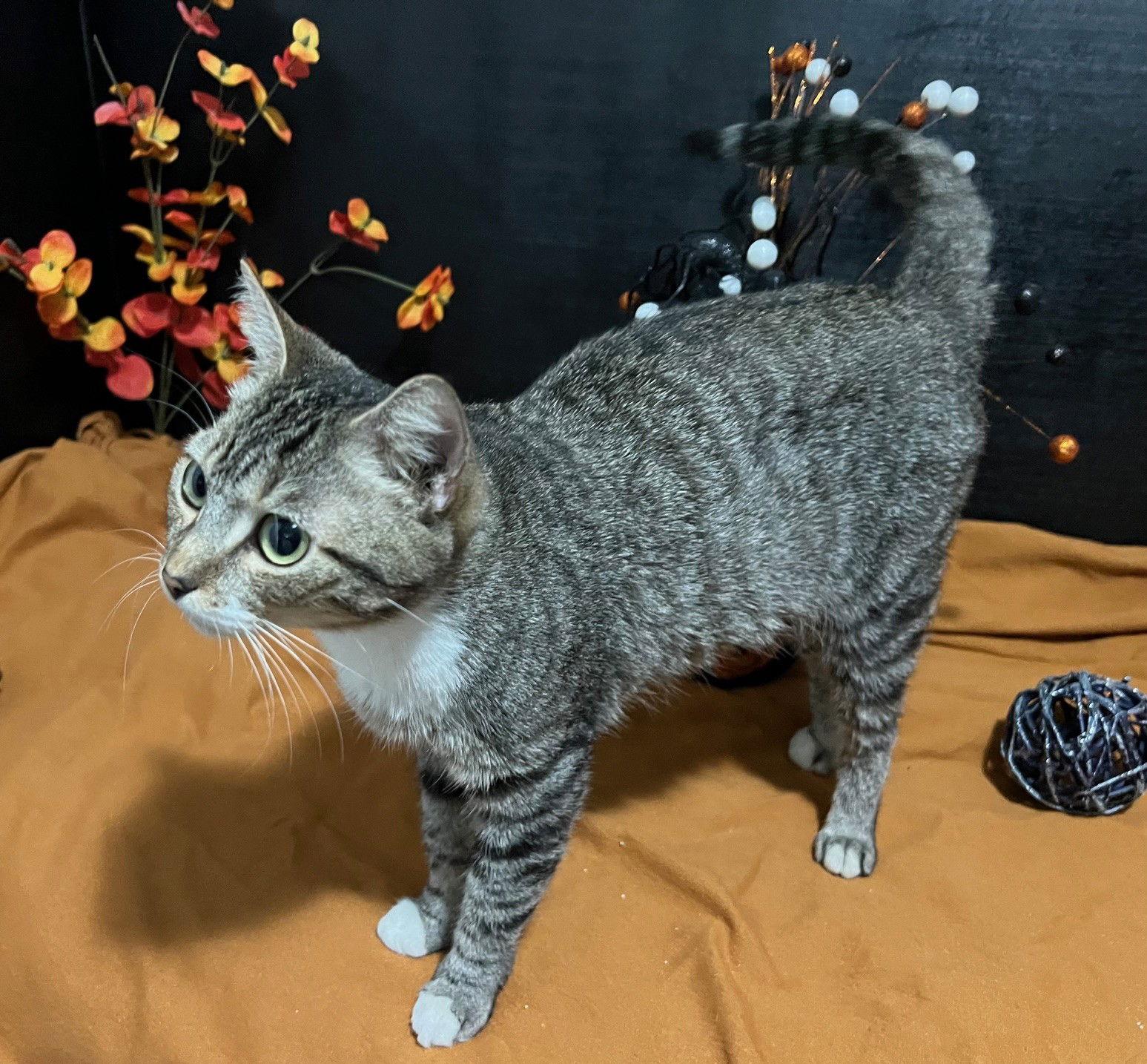 Paisley, Adoptable, Young Female Tabby & Domestic Short Hair.