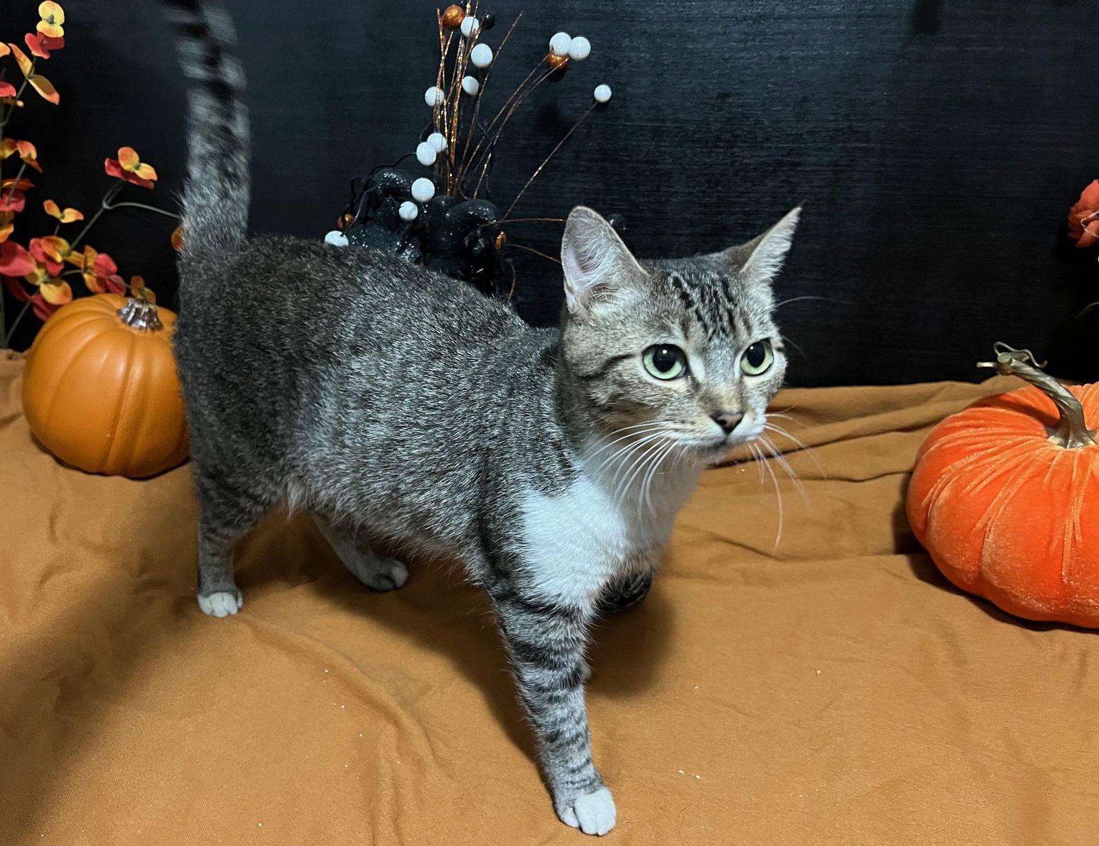 Enlarge Paisley, a Adoptable mixed breed in Fayetteville, GA image 2/3