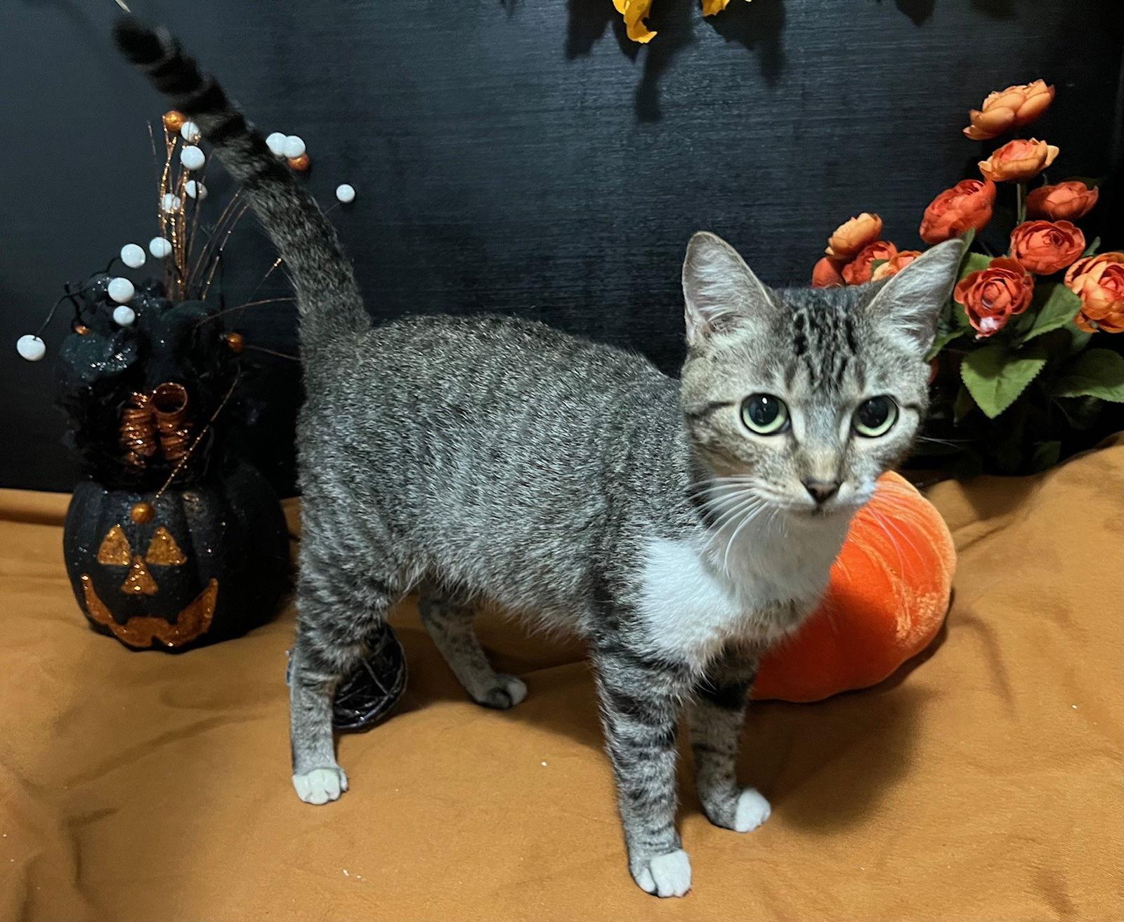 Enlarge Paisley, a Adoptable mixed breed in Fayetteville, GA image 3/3