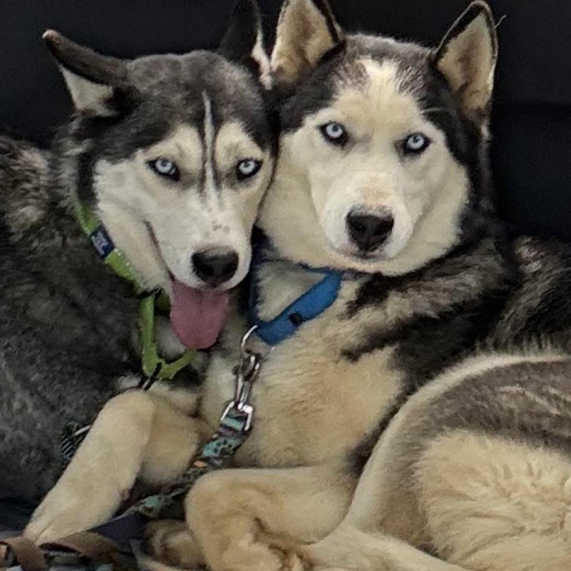 Enlarge Stella, a Adoptable Siberian Husky in Madison, VA image 2/2