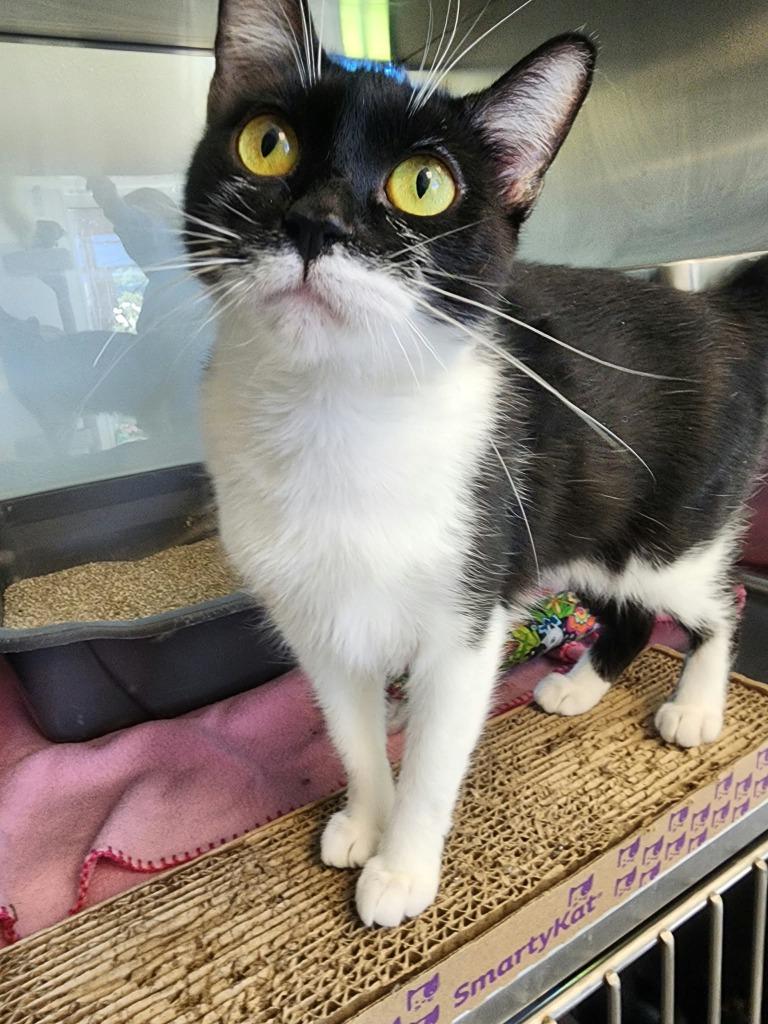 Enlarge Katie, a Adoptable mixed breed in New Kensington, PA image 1/3