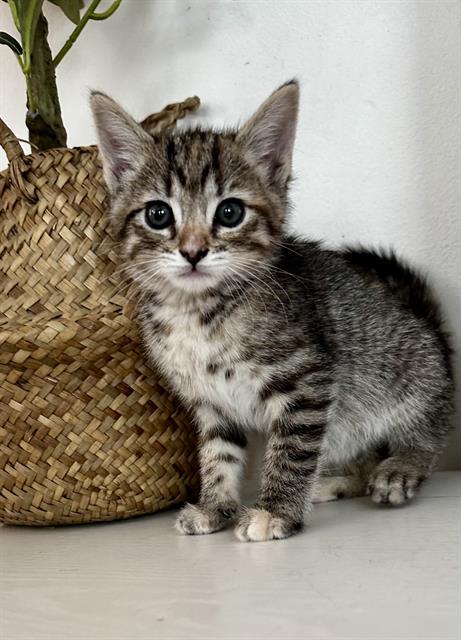 Enlarge DENIM, a Adoptable Domestic Short Hair in Fruit Heights, UT image 1/1