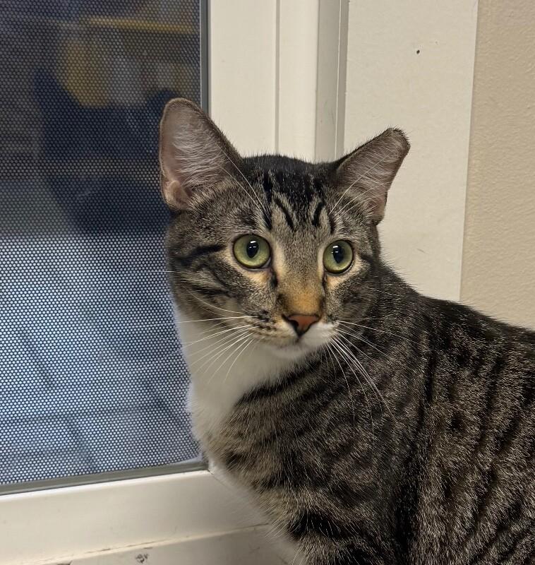 Rocket, Adoptable, Young Male Domestic Short Hair.