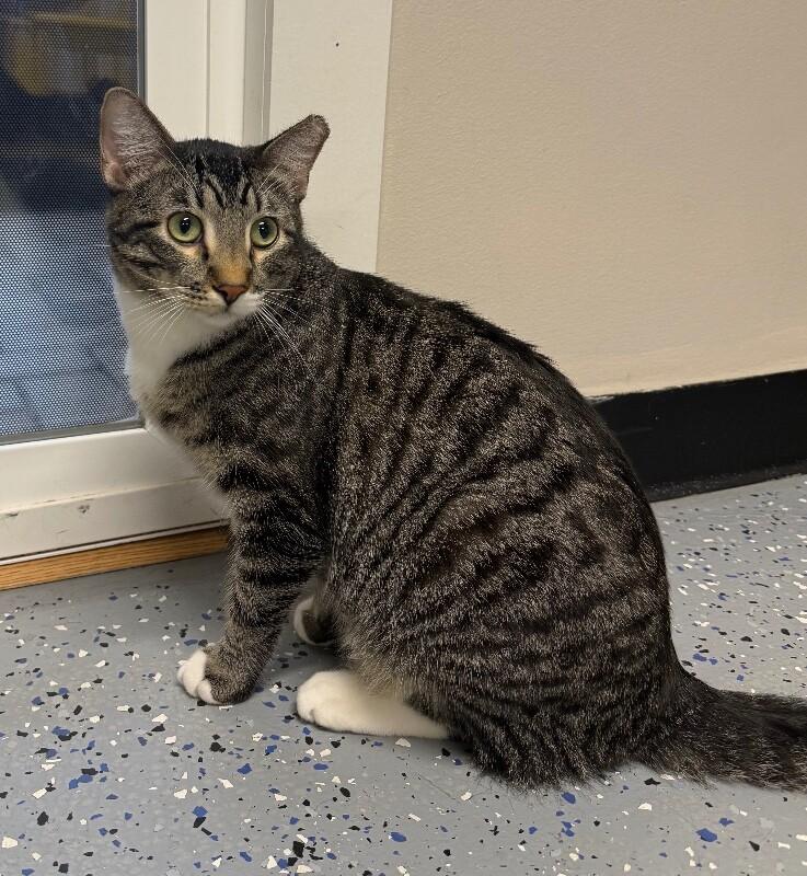 Enlarge Rocket, a Adoptable Domestic Short Hair in Yankton, SD image 2/2