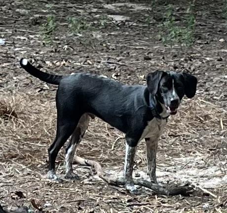 Enlarge Remington, a Adopted mixed breed in Greensboro, GA image 2/2
