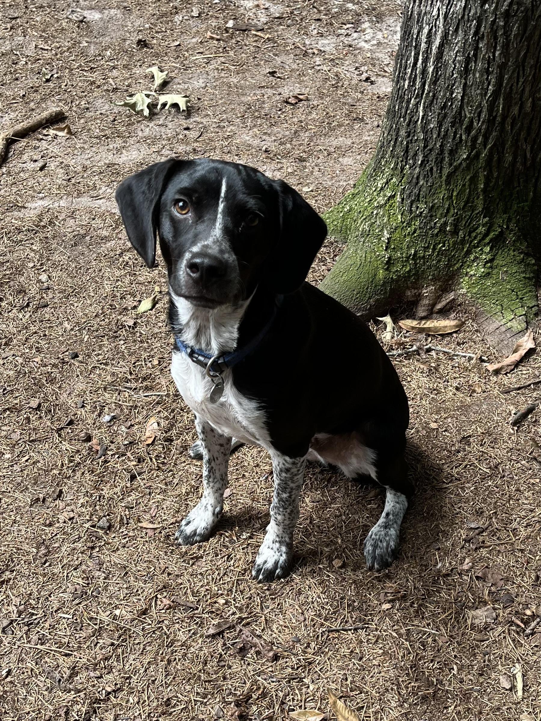 Remington, Adopted, Young Male Pointer.