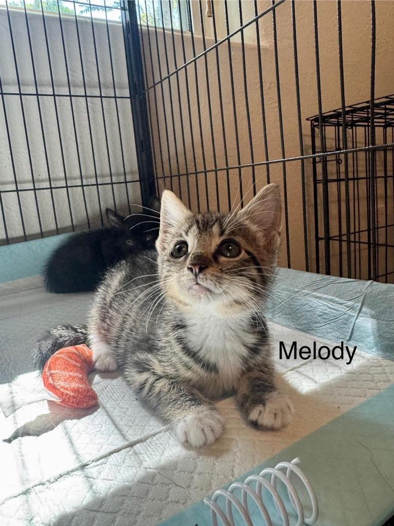 Enlarge Melody, a Adoptable mixed breed in Orlando, FL image 1/1