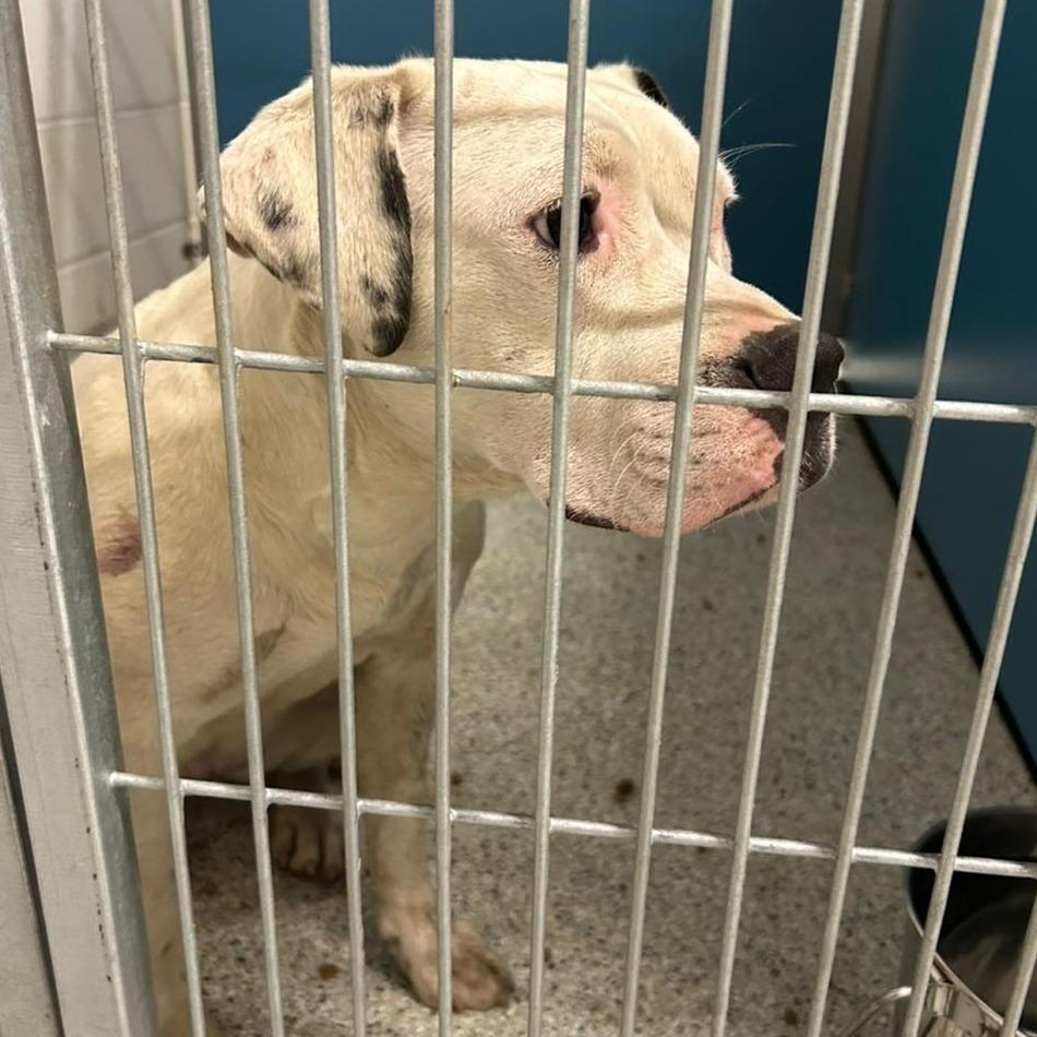DARLA  ADOPTED!, Adoptable, Young Female Mixed Breed.