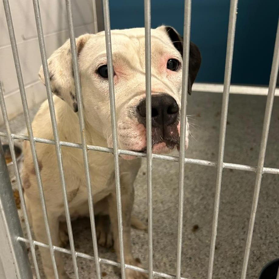 Enlarge DARLA  ADOPTED!, a Adoptable Mixed Breed in Nashville, NC image 2/2