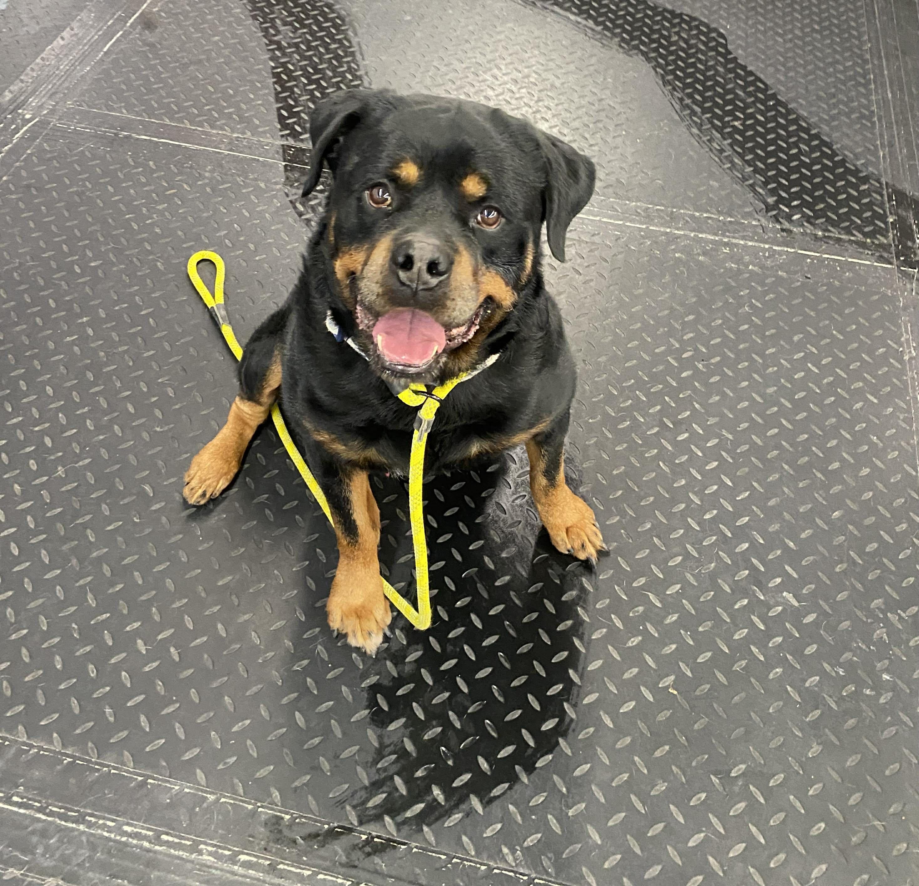 Memphis ~sponsored fee, ADOPTABLE, Senior Male Rottweiler.