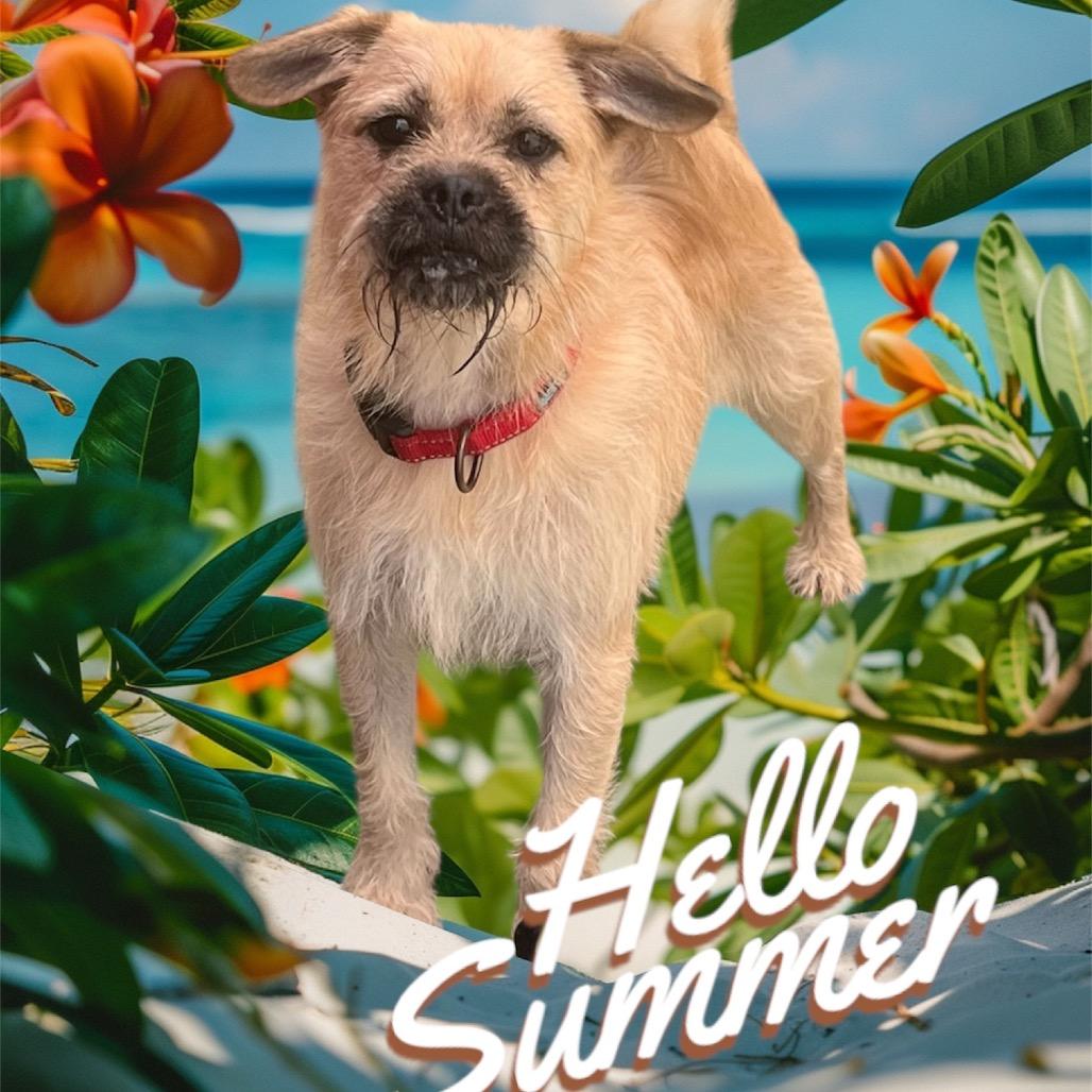 Ollie, Adoptable, Adult Male Terrier & Yorkshire Terrier.