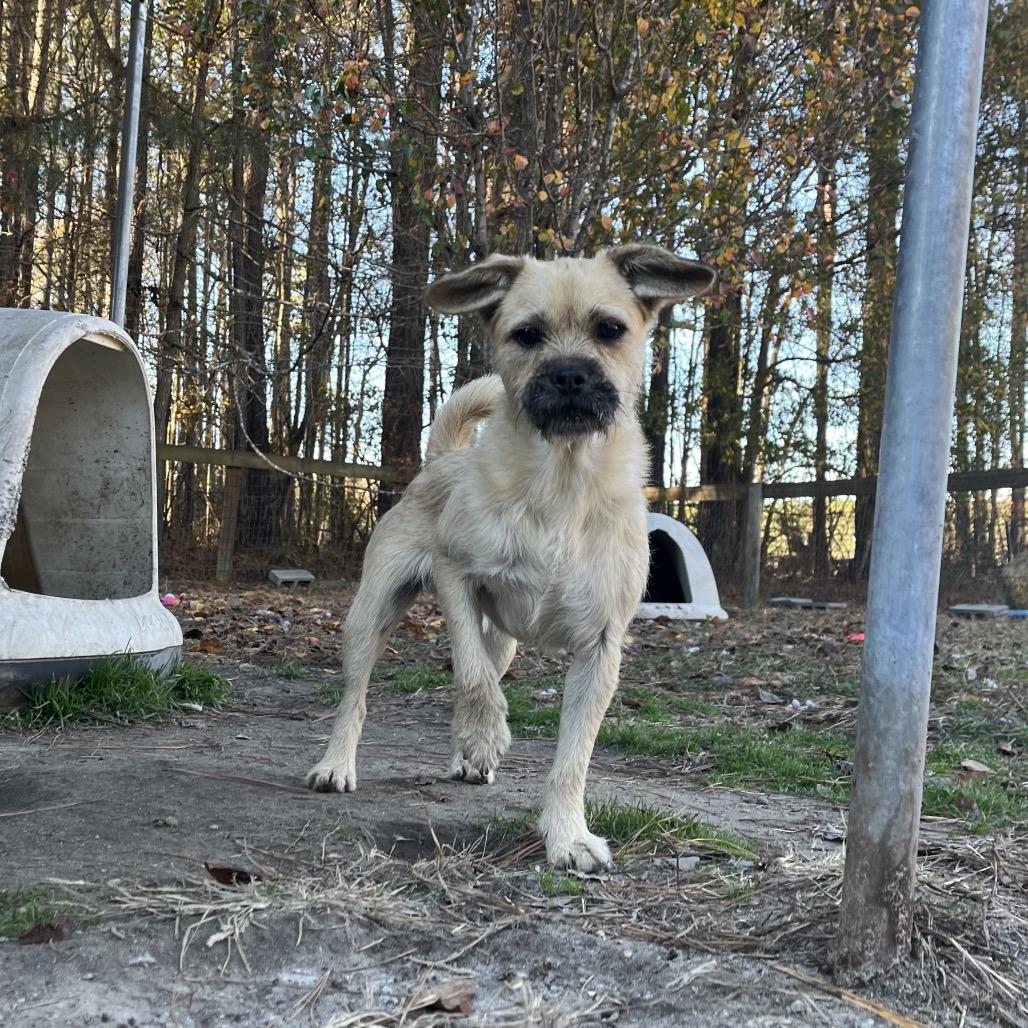 Ollie, a Adoptable mixed breed in Smithfield, NC image 2/5