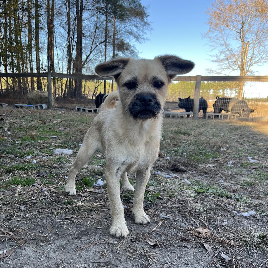 Ollie, a Adoptable mixed breed in Smithfield, NC image 3/5
