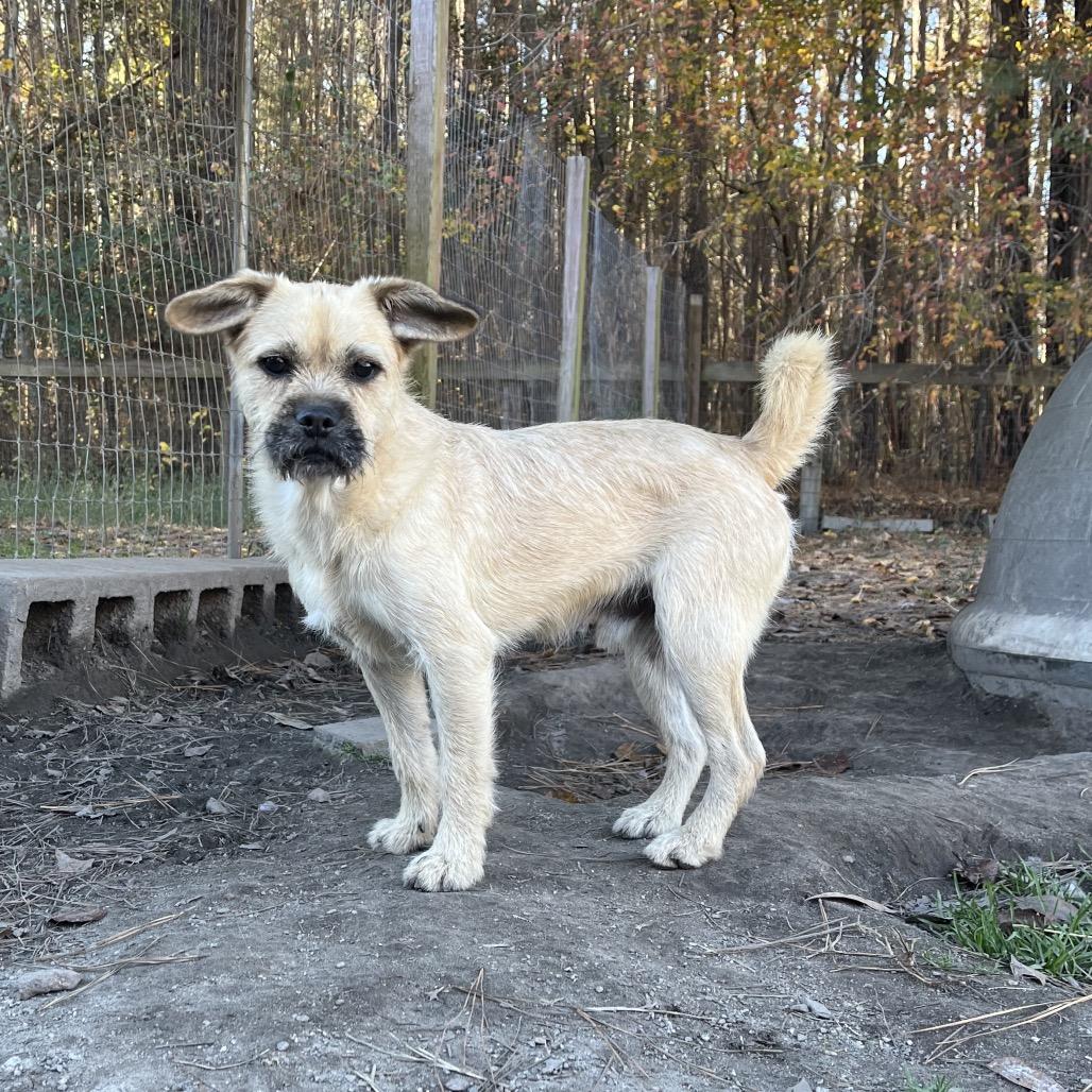 Ollie, a Adoptable mixed breed in Smithfield, NC image 4/5