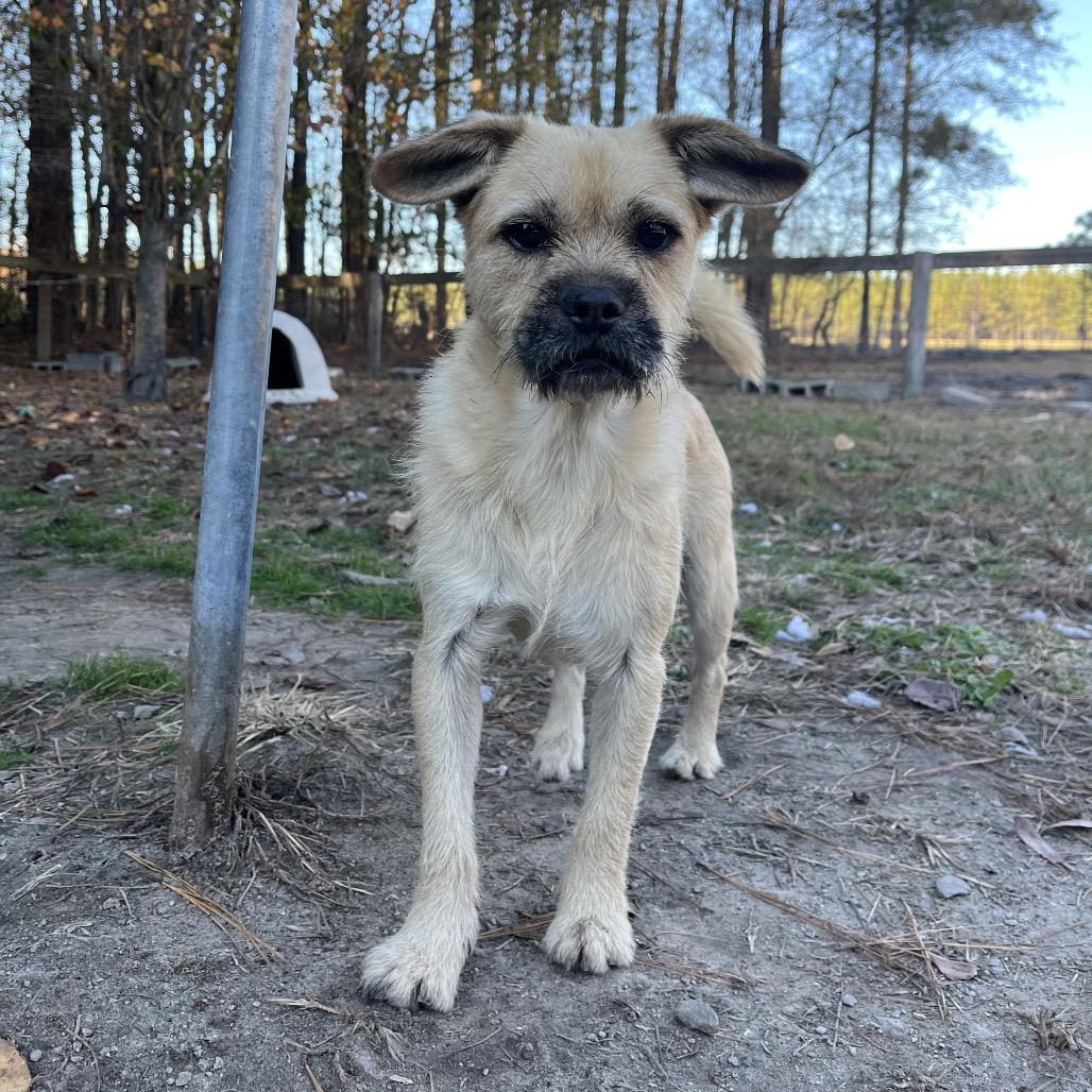 Ollie, a Adoptable mixed breed in Smithfield, NC image 5/5