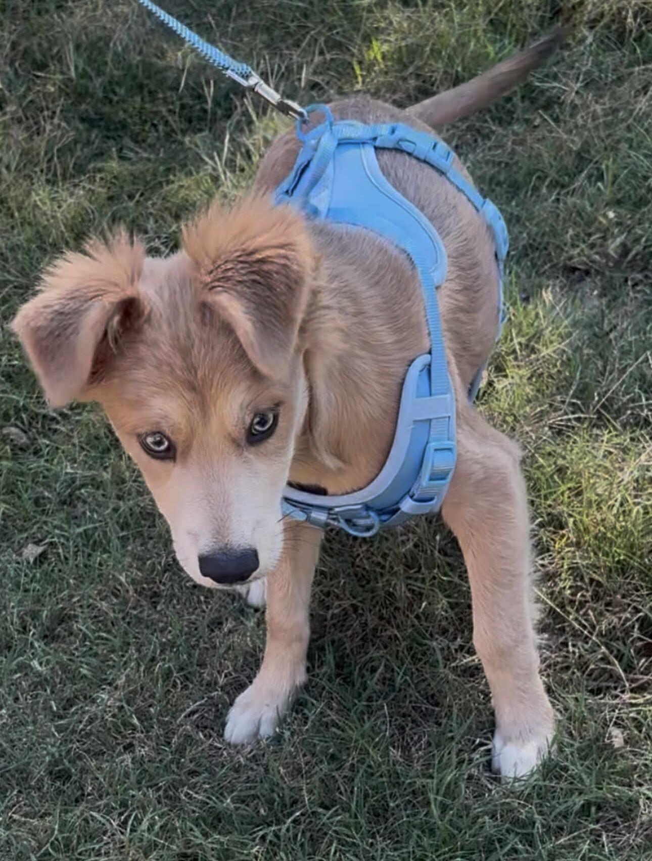 Gorda (Tyler Puppies)