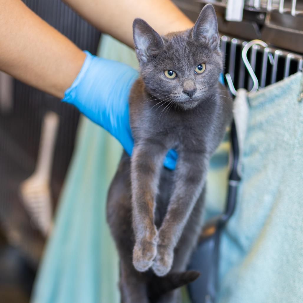 Enlarge Milady De Winter, a Adoptable Domestic Short Hair in Wilmington, DE image 1/1