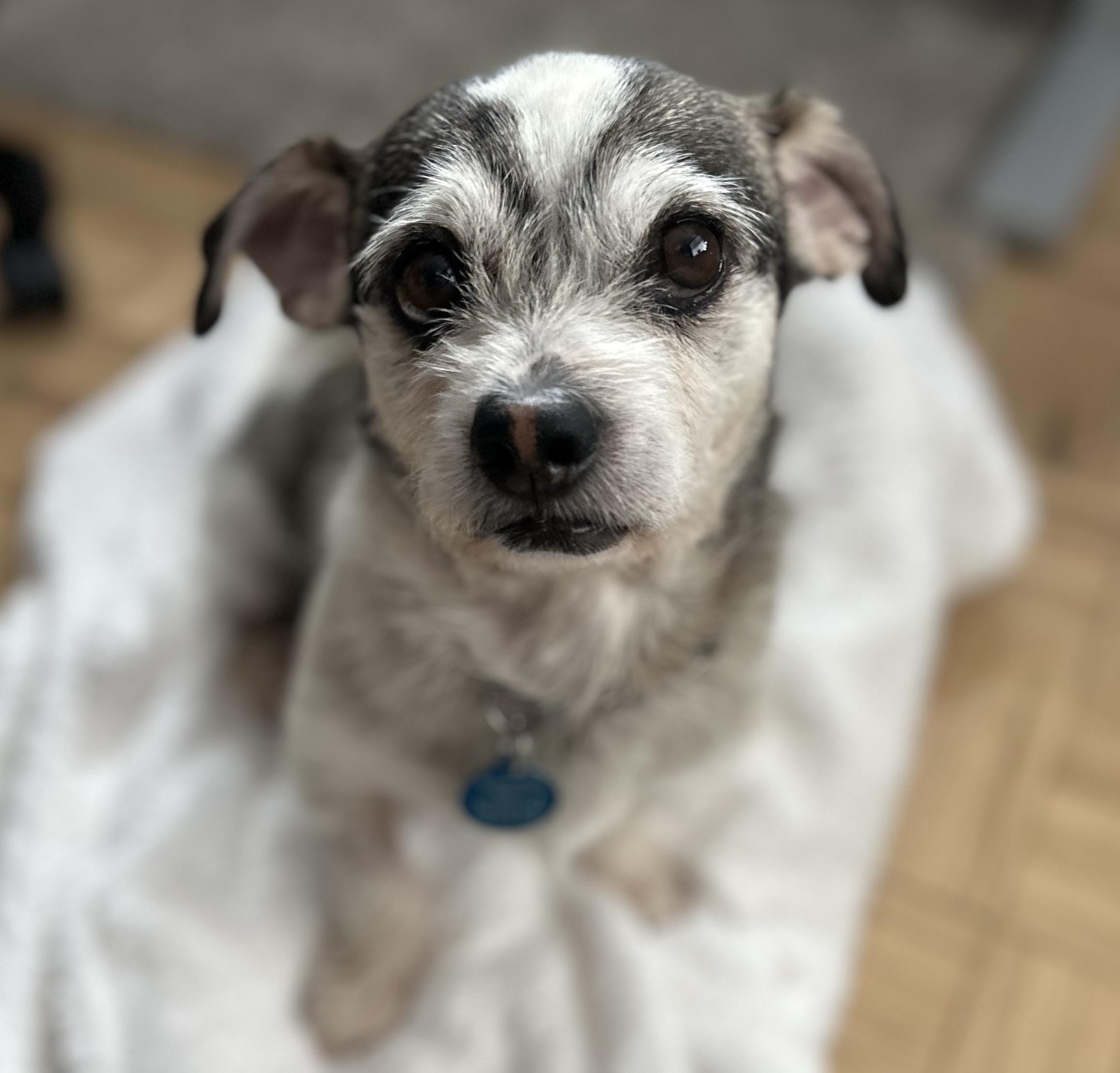 Enlarge Robbie, a Adoptable Terrier in West Hollywood, CA image 1/6