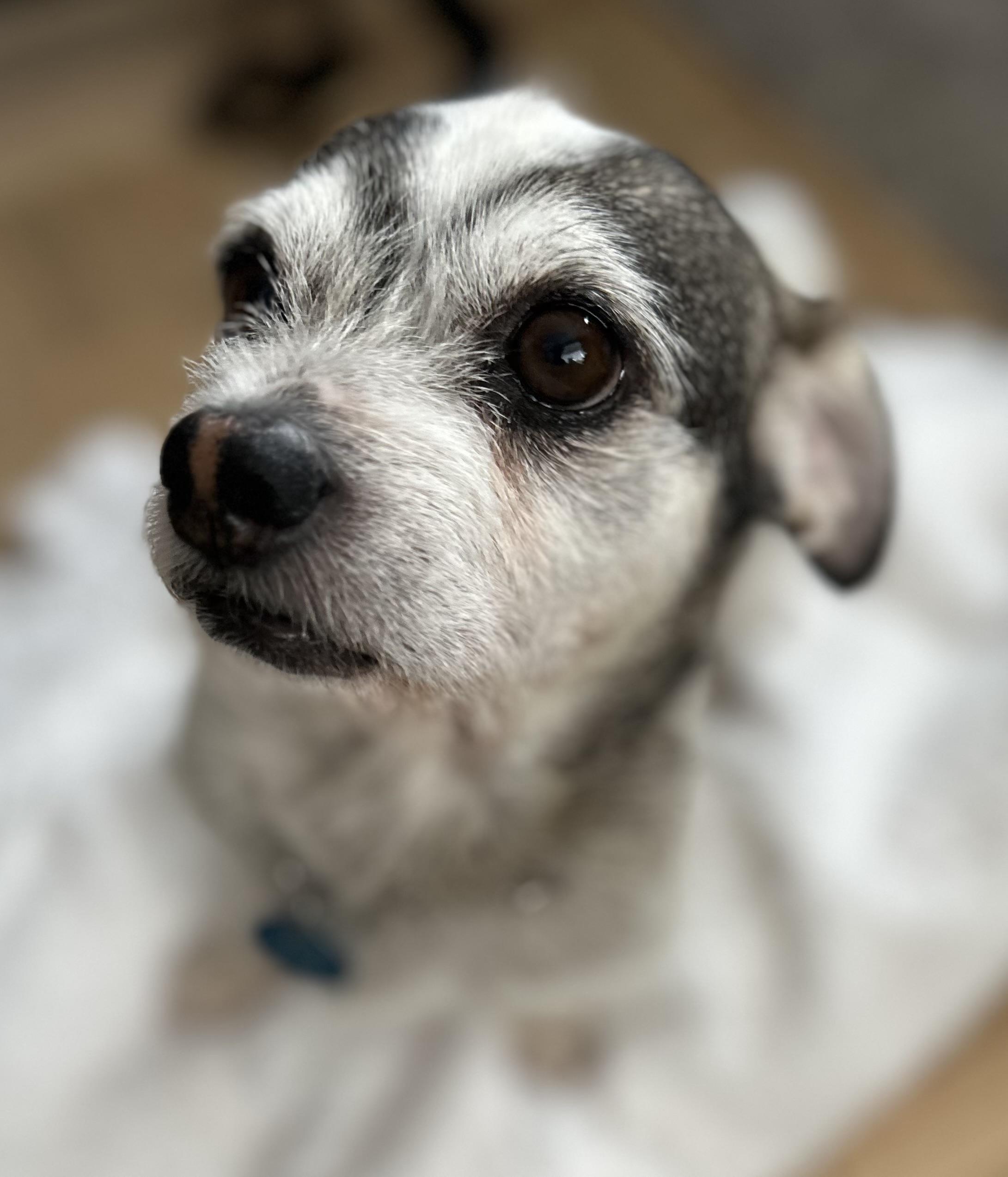 Enlarge Robbie, a Adoptable Terrier in West Hollywood, CA image 4/6
