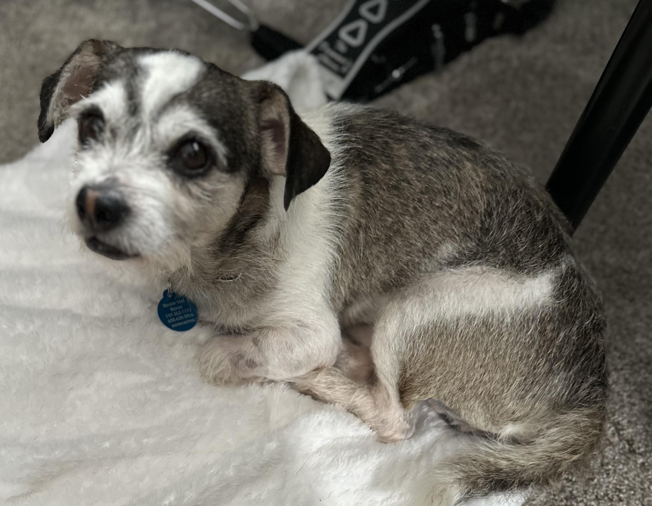 Enlarge Robbie, a Adoptable Terrier in West Hollywood, CA image 6/6