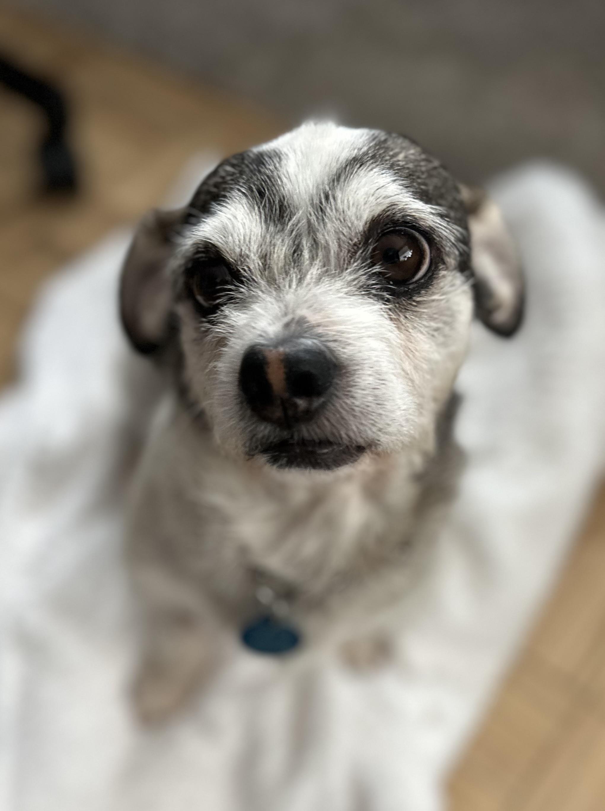 Enlarge Robbie, a Adoptable Terrier in West Hollywood, CA image 5/6