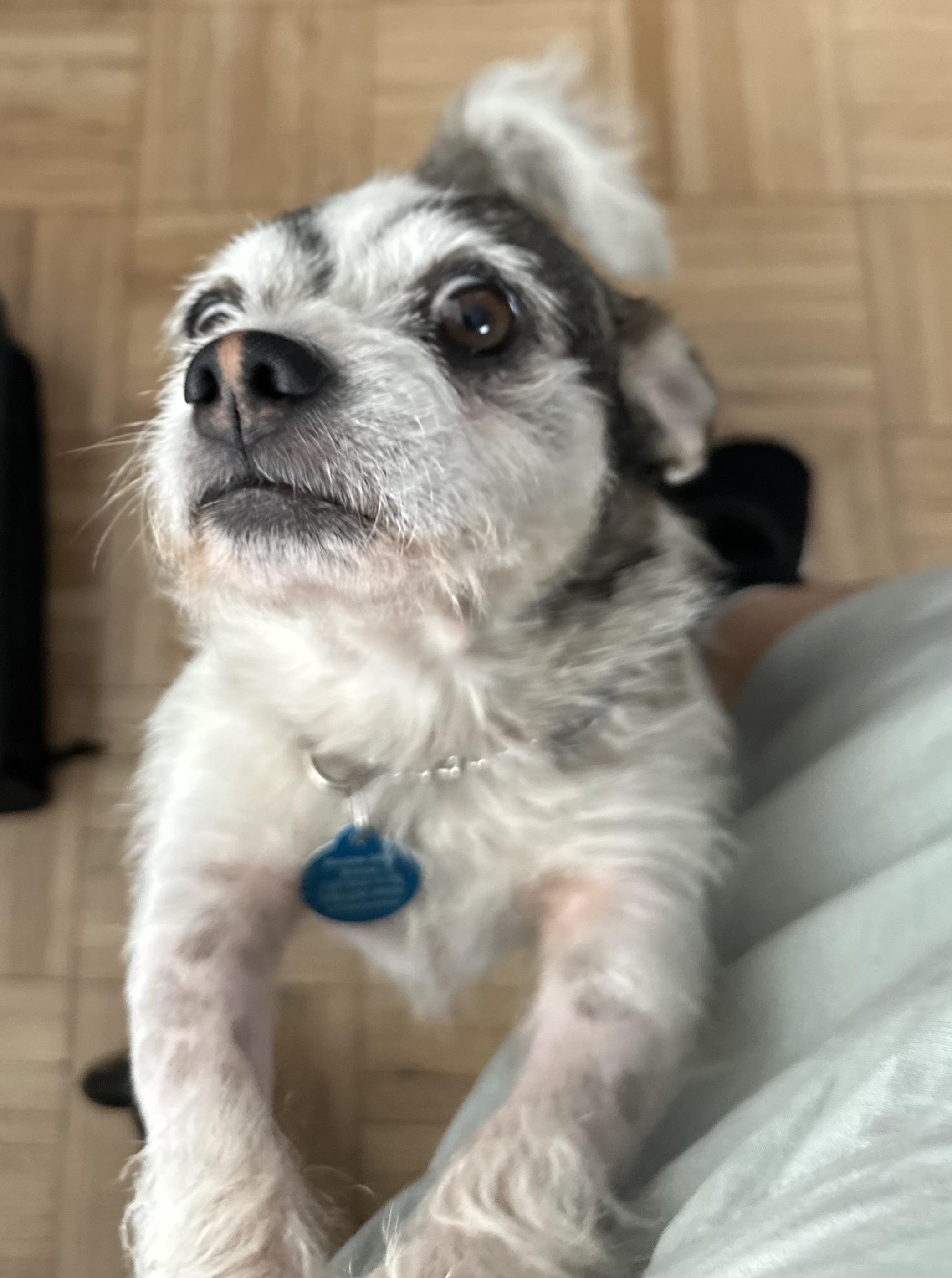 Enlarge Robbie, a Adoptable Terrier in West Hollywood, CA image 3/6