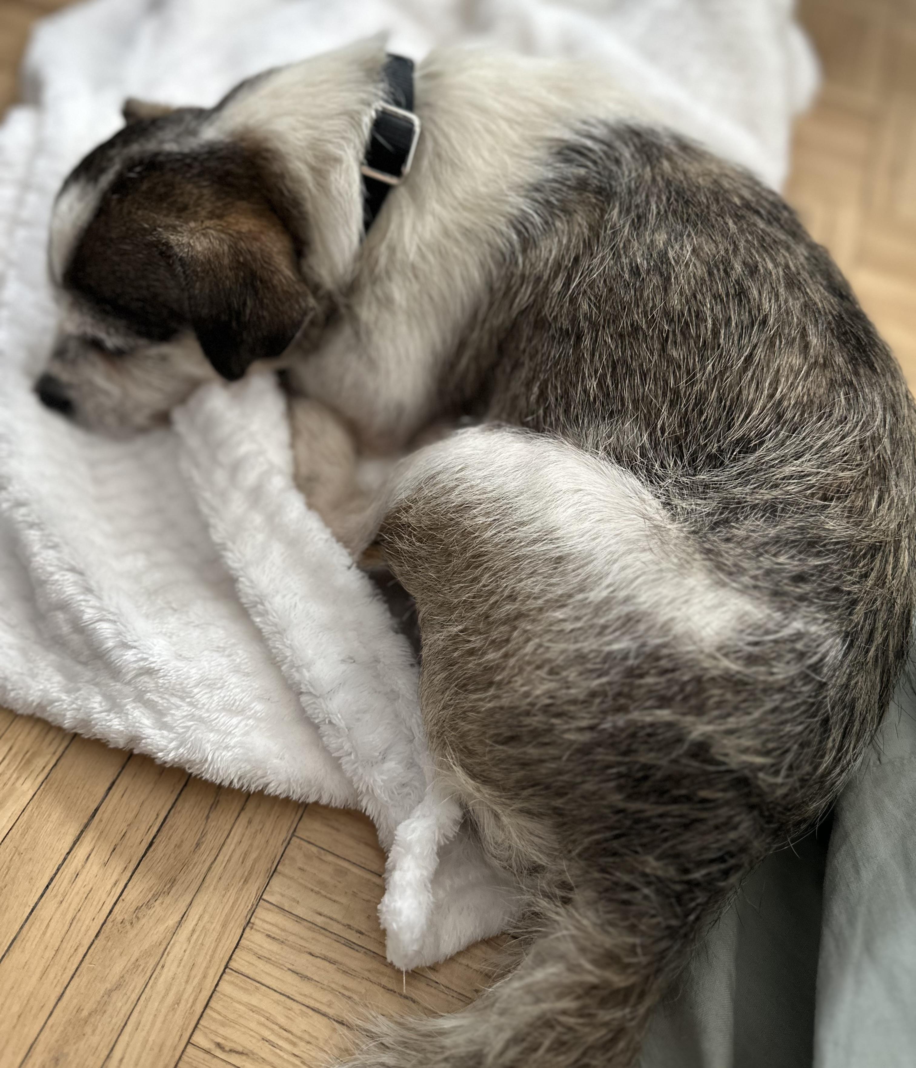 Enlarge Robbie, a Adoptable Terrier in West Hollywood, CA image 2/6