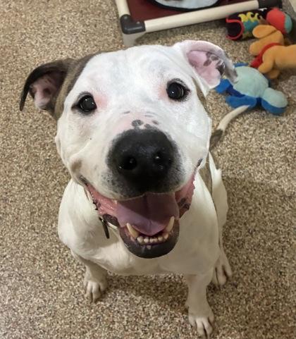 Dually, adopted, Adult Male Mixed Breed.