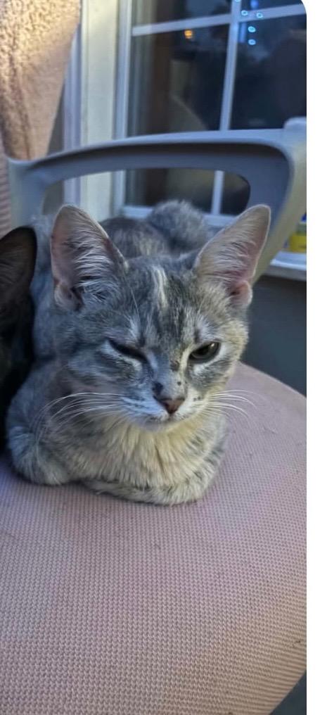 Emma, Adoptable, Kitten Female Domestic Short Hair.