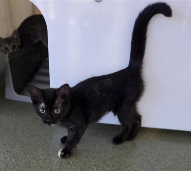 Laney A218445, adopted, Kitten Female Tortoiseshell.