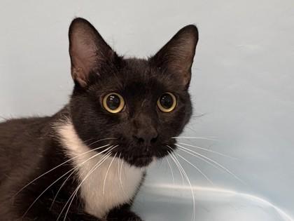 Shady, Adoptable, Adult Female Domestic Short Hair & Domestic Short Hair.
