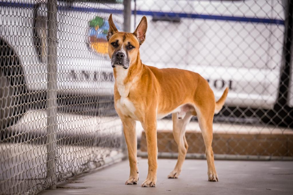 Jeffery, Adoptable, Young Male Shepherd.