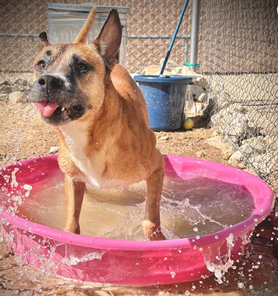 Jeffery, a Adoptable mixed breed in Twentynine Palms, CA image 2/5