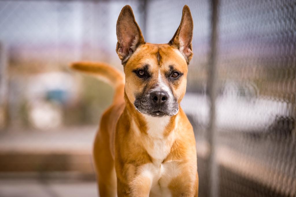 Jeffery, a Adoptable mixed breed in Twentynine Palms, CA image 3/5