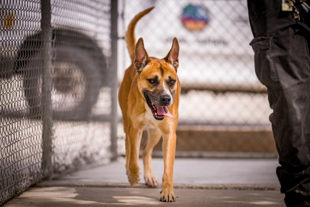 Jeffery, a Adoptable mixed breed in Twentynine Palms, CA image 4/5