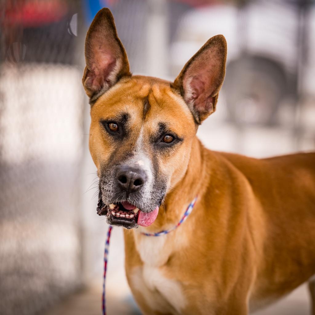 Jeffery, a Adoptable mixed breed in Twentynine Palms, CA image 5/5