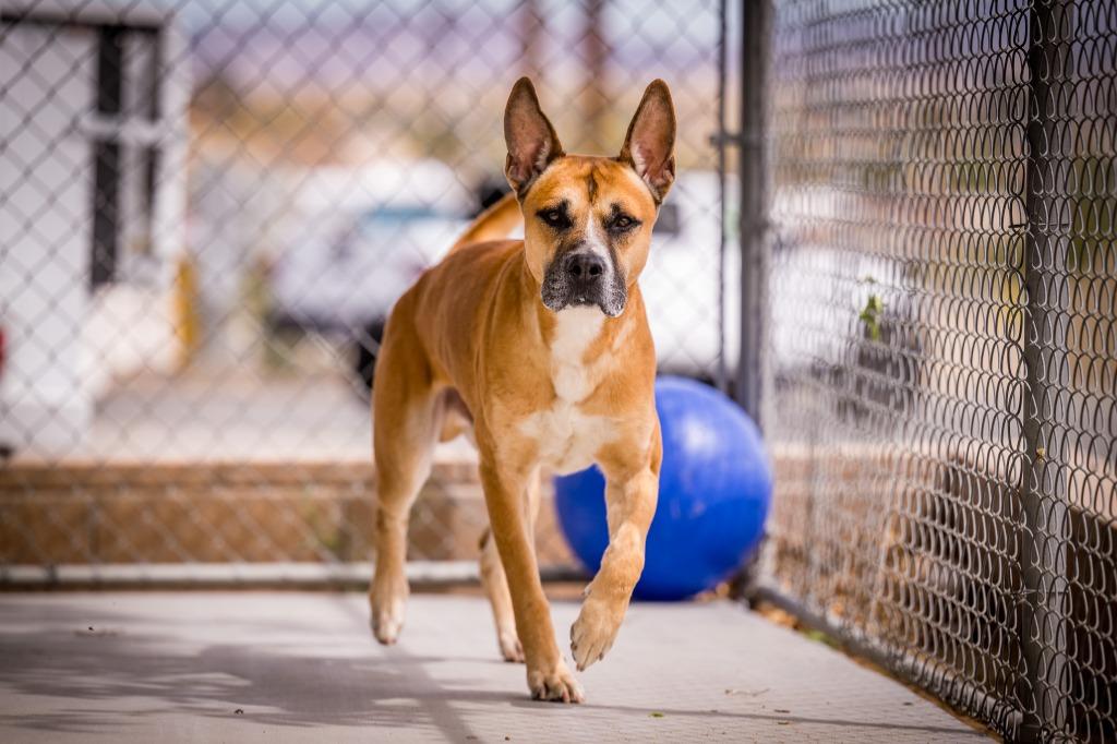 Enlarge Jeffery, a Adoptable mixed breed in Twentynine Palms, CA image 5/5