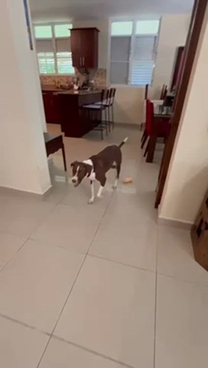 Enlarge Abba, a Adoptable mixed breed in New York, NY video 5/5