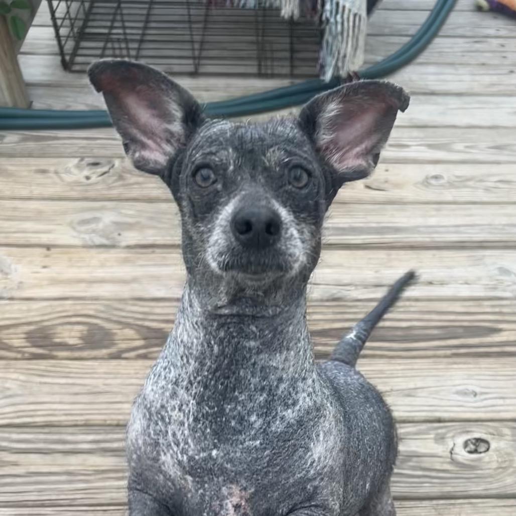 Enlarge Demi, a Adoptable Chihuahua in Montgomery, TX image 2/6