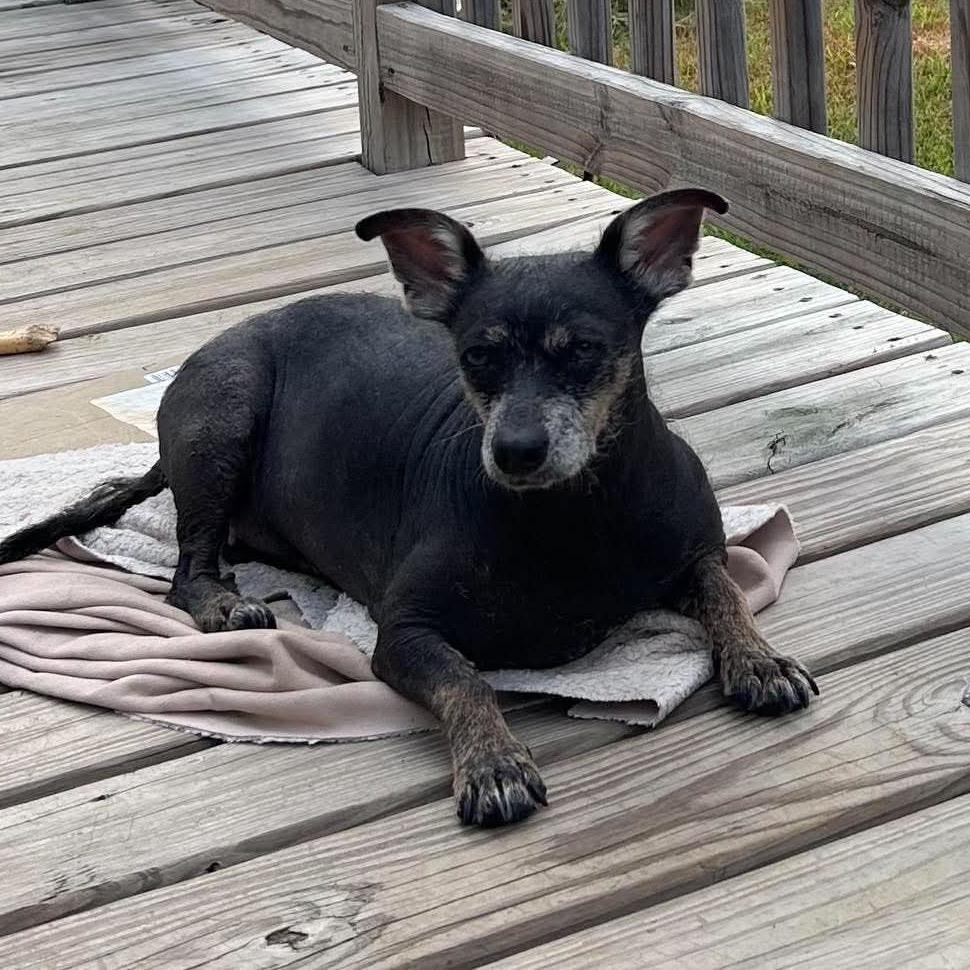 Enlarge Demi, a Adoptable Chihuahua in Montgomery, TX image 5/6