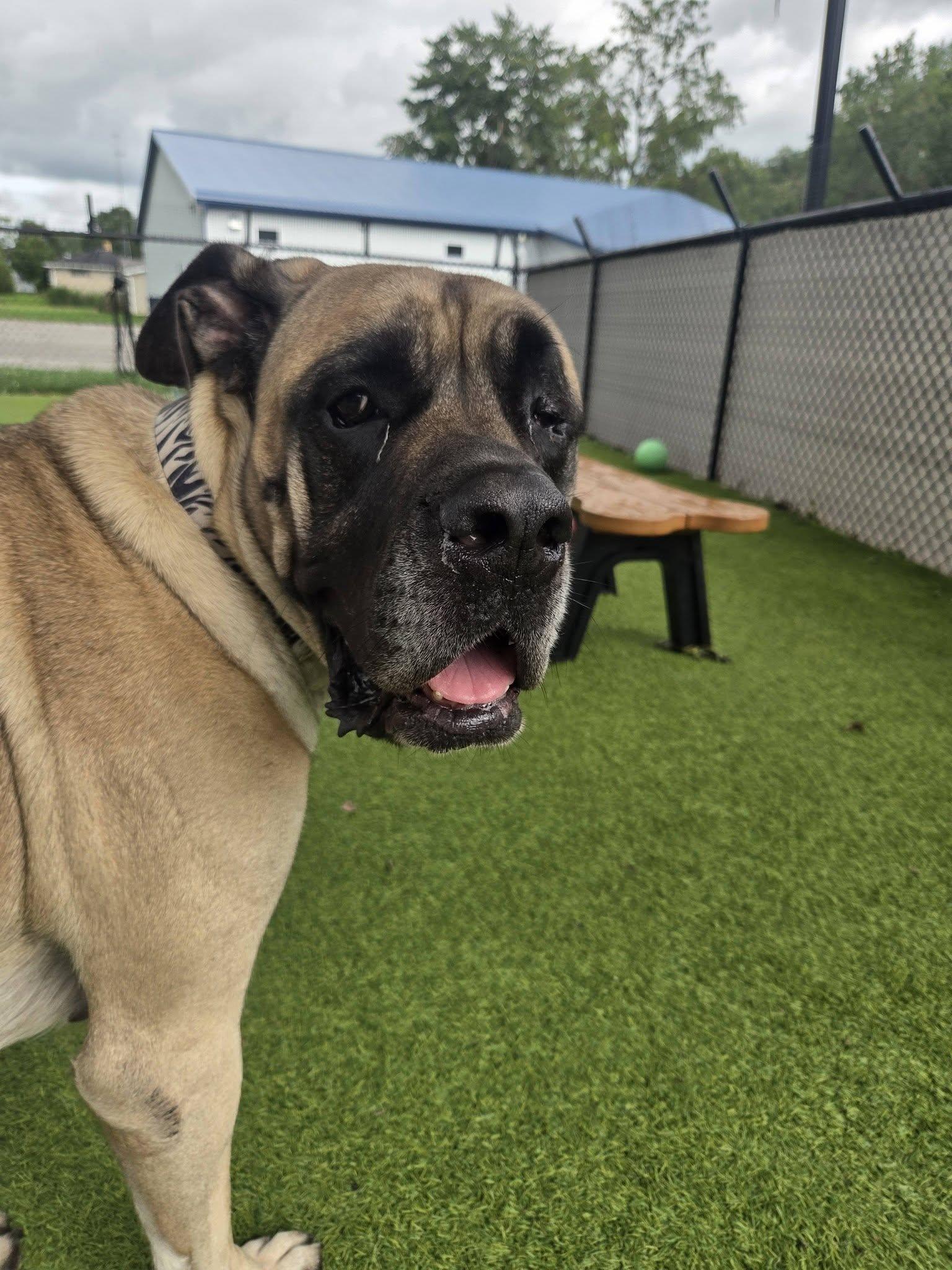 Enlarge Juju, a Adoptable Mastiff in Westville, IN image 2/2