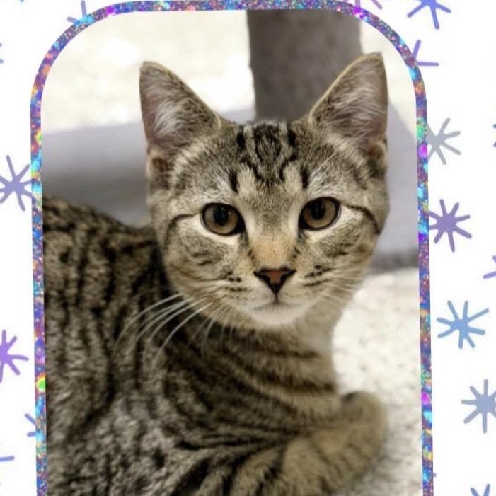 Sebastian, Adoptable, Young Male Domestic Short Hair.